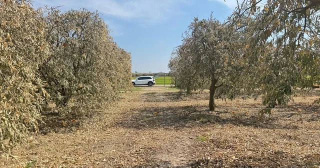 Yüreğir Ziraat Odası Başkanı Doğan: Greyfurt üreticileri de destek programına alınmalı Adana Haberleri