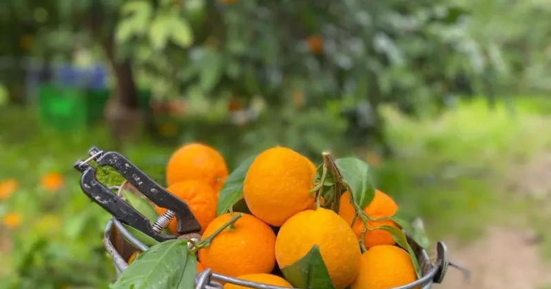 Havran mandalinasında hasat vakti