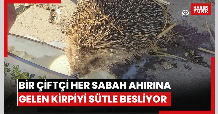 Bir çiftçi her sabah ahırına gelen kirpiyi sütle besliyor