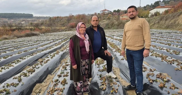 Çilek üreticilerinin tarlada hummalı çalışması devam ediyor Denizli Haberleri