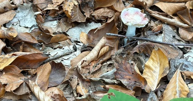 Uzmanından mantar uyarısı: Hepsi risk içeriyor Zehirli mantar tabii ki öldürebilir Düzce Haberleri