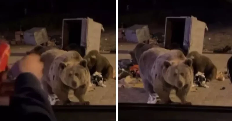 Sucuk vermek istediği ayının hedefi oldu! Yürekleri ağıza getiren anlar kameralarda