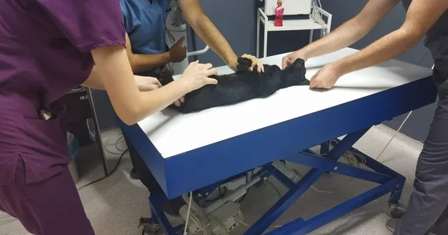 Kedileri av tüfeği ile öldürdüğü iddia edilen komşu için hapis istemi Edirne Haberleri