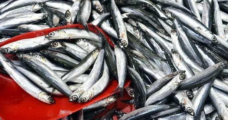 Türkiye den en fazla hamsi alan ülkeler açıklandı: 12 milyon dolarlık rekor Sözcü Gazetesi