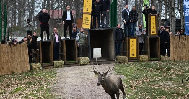 Kuzuyayla nın GPS li geyikleri Kocaeli de 8 kızıl geyik daha doğal yaşamla buluşturuldu Kocaeli Haberleri