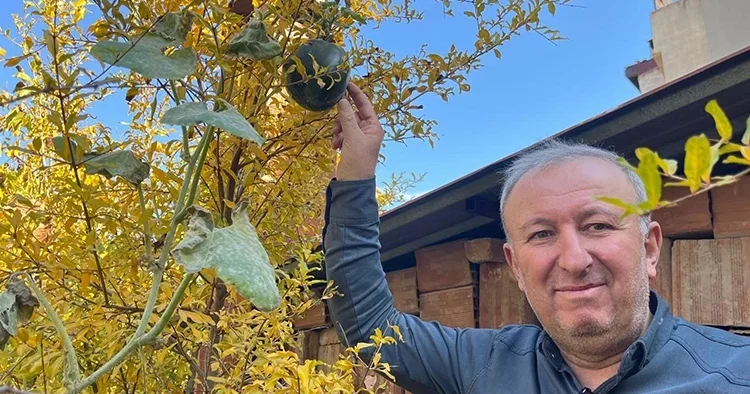 Nar ağacında açan meyve hayrete düşürdü! Bugüne kadar böyle bir şey hiç görmedim