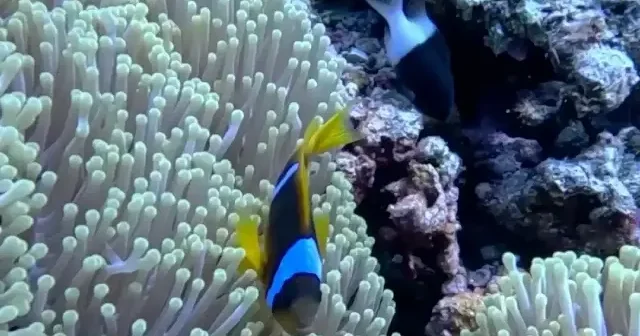Kızıldeniz’in renkli sakinleri: Palyaço balıkları anemonların arasında görüntülendi VİDEO İZLE