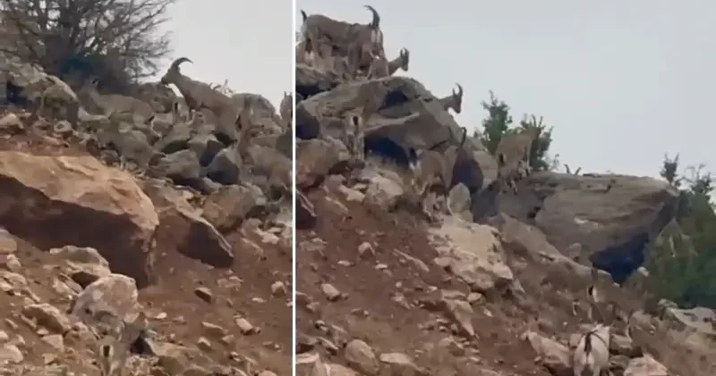 Dağ keçileri sürü halinde görüntülendi Elazığ Haberleri