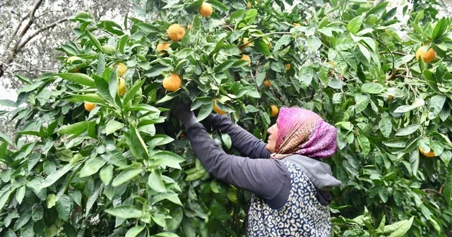 Balıkesir Tarım ve Orman Müdürü Düzgün, Havran mandalinası hasadına katıldı Balıkesir Haberleri