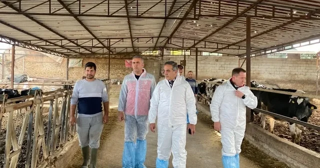 Aydın da şap hastalığına karşı 565 bin 687 doz aşı uygulandı Aydın Haberleri