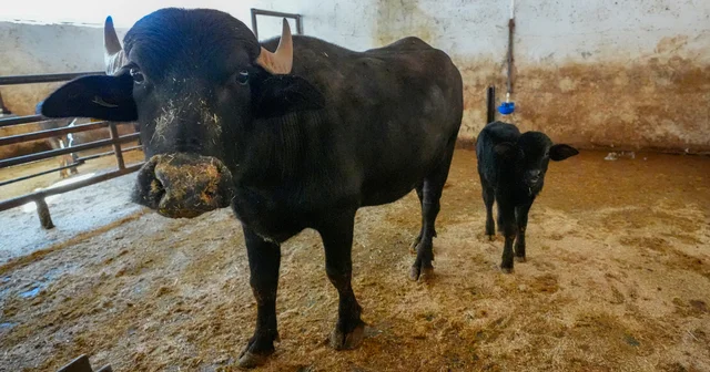 Diyarbakır da embriyo transferiyle doğan manda Dicle anne oldu Diyarbakır Haberleri