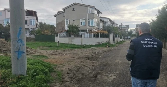 Tekirdağ da sahipsiz sokak hayvanları için sayım çalışması yapılıyor Tekirdağ Haberleri