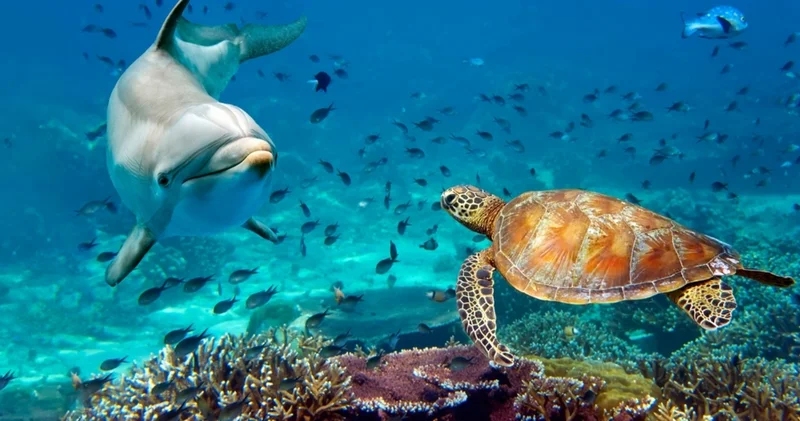 İnsan ömrünü katlayan devler: Dünyanın en uzun yaşayan türleri