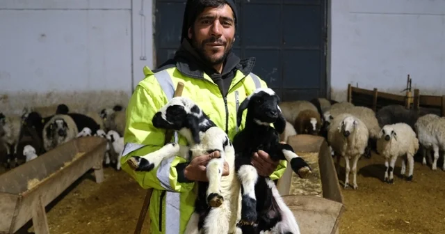 Erzincan da yılın ilk kuzuları doğdu: Üreticilerin umudu tazelendi Erzincan Haberleri