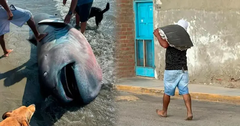 Nadir köpek balığı türü sahile vurdu, üç dakikada fileto oldu