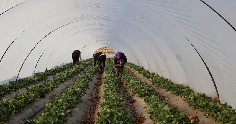 Bu topraklarda asla olmaz denmişti… Şimdi talep yağıyor Sözcü Gazetesi