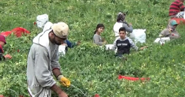 265 mühendis mevsimlik işçi olmak için başvurdu