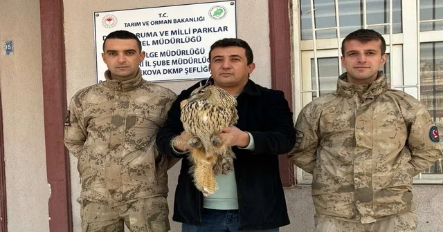 Yüksekova da boynuzlu baykuş tedavi altına alındı Hakkari Haberleri