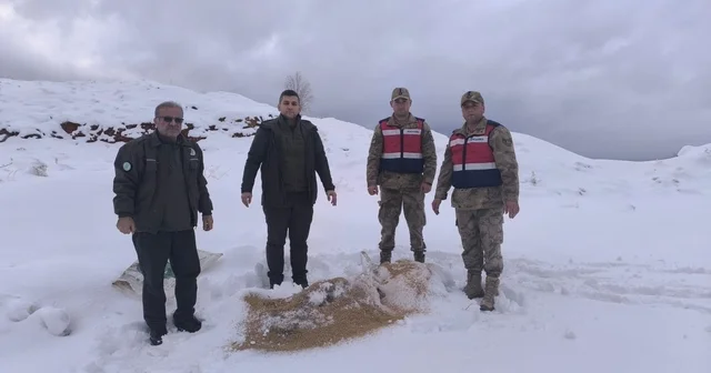 Siirt te yaban hayvanlarına 750 kilo besi yemi bırakıldı Siirt Haberleri
