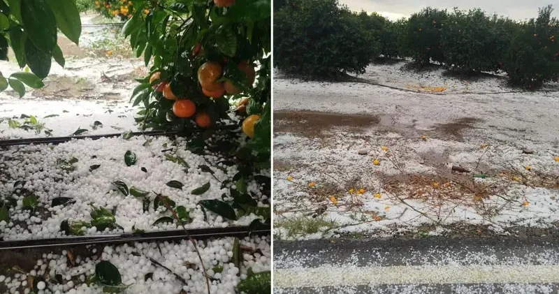 Adana da dolu yağışı; narenciye bahçeleri zarar gördü