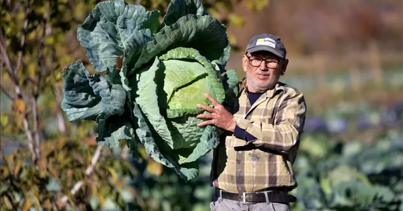 Hobi olarak başladı! Lahana yetiştiriciliği gelir kapısı oldu