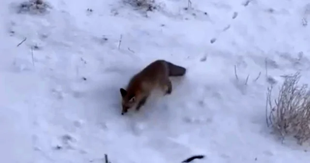 Soğuk hava tilkileri Diyadin merkezine indirdi Ağrı Haberleri