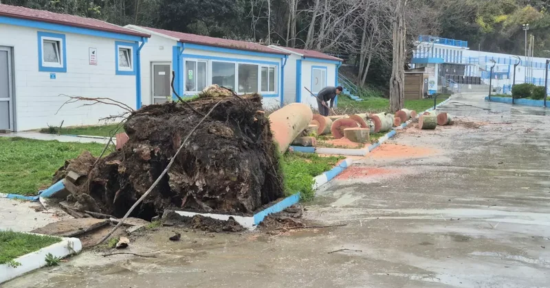 Zonguldak ta kuvvetli rüzgar; 90 yaşındaki çınar ağacı devrildi