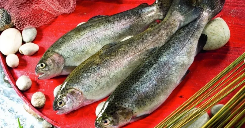 Rusya dan sonra yeni hedef belli oldu! Türk somonu sınır tanımıyor!