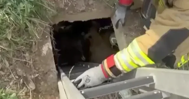 Kuyuya düşen koyun için itfaiye ekipleri seferber oldu: O anlar kamerada VİDEO İZLE