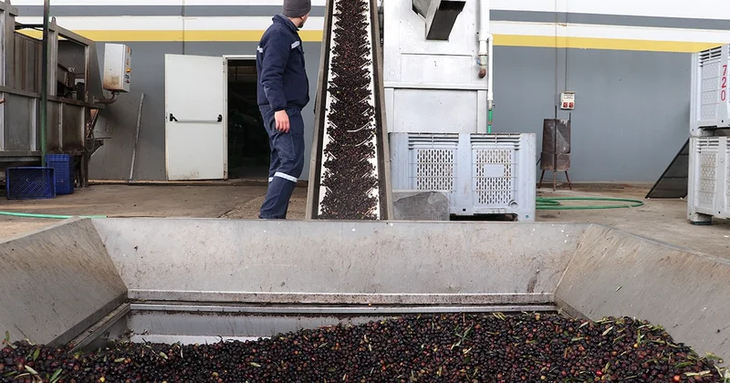 Zeytin ve zeytinyağında ihracata devlet desteği geliyor Sözcü Gazetesi