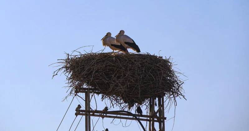 Küresel ısınma Iğdır daki leyleklerin göç alışkanlığını değiştirdi