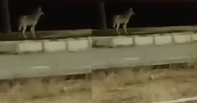 Aç kalan kurtlar şehre indi: O anlar kamerada