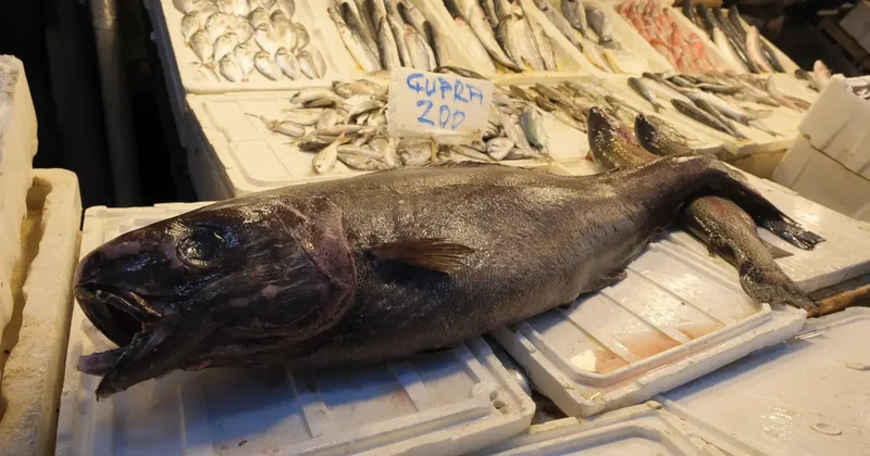 Dümen balığı Mersin de ağlara takıldı: İlk kez bu kadar büyüğünü yakaladık