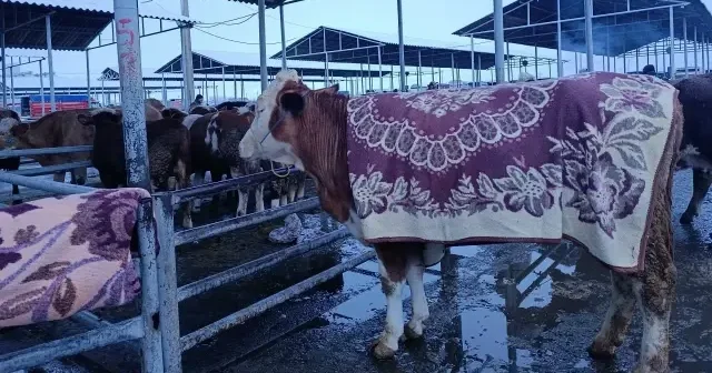 Sivas’ta dondurucu soğukta besiciler hayvanlarını battaniyelere sararak korumaya çalıştı VİDEO İZLE
