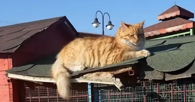 Mikroçipsiz kedi ve köpeğe 8 bin liraya kadar ceza VİDEO İZLE