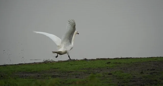 Samsun da yaban hayatına merhamet eli Samsun Haberleri