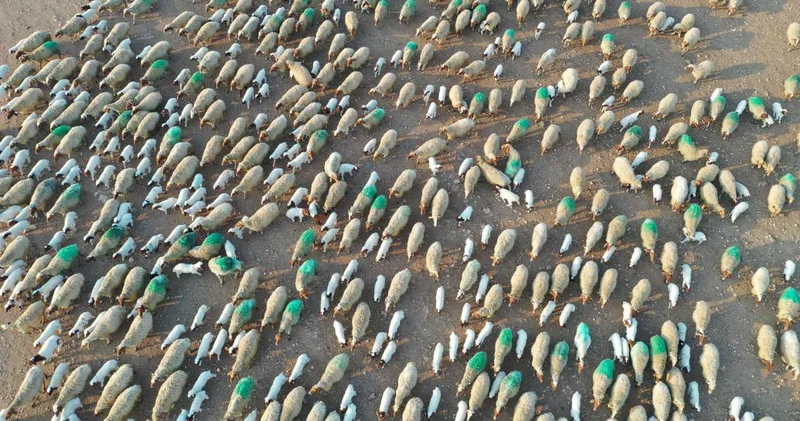 Dronla görüntülendi: Binlerce kuzu saniyeler içinde annesini buldu