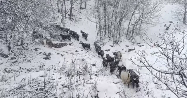Muş un yüksek rakımlı köylerde kar etkili oldu, besiciler zor anlar yaşadı Muş ta kar yağışı çobanlara zor anlar yaşattı Muş Haberleri