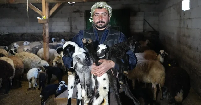 Yeni doğan kuzularla birlikte Erzincanlı besicilerde tatlı bir telaş yaşanıyor Erzincan Haberleri