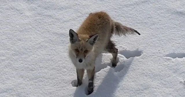 Kars ta tilkinin dronla imtihanı: Önce baktı, sonra hızla kaçtı Kars Haberleri