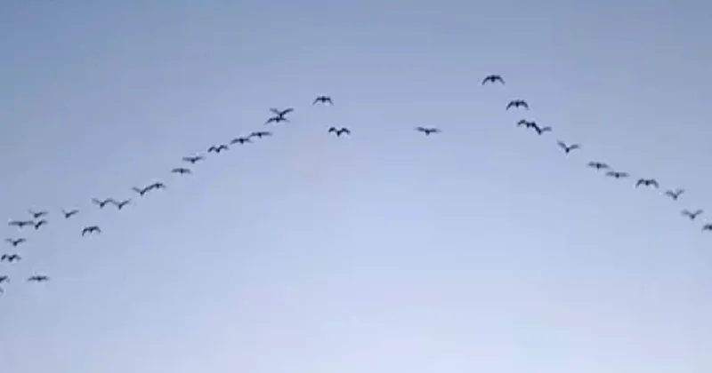 200 gün boyunca hiç yere konmadan yolculuk yapıyorlar: Havada uyuyup besleniyorlar Sözcü Gazetesi