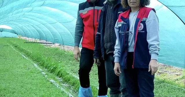 Aydın da salep orkidesi üretimi büyüyor Aydın Haberleri