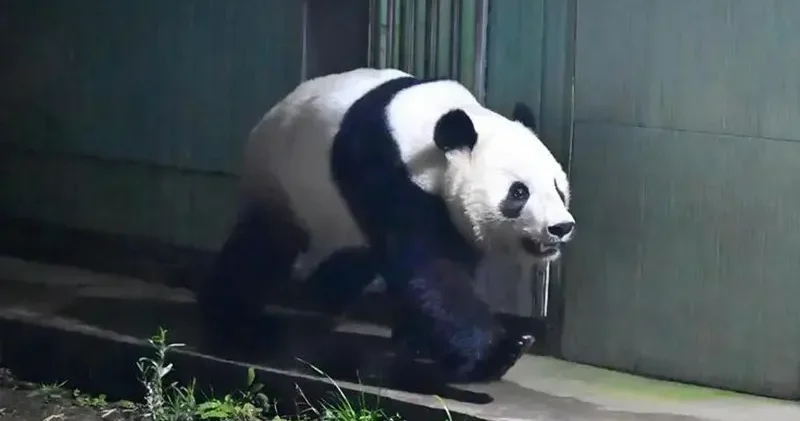 Japonya daki son iki dev panda Çin e döndü