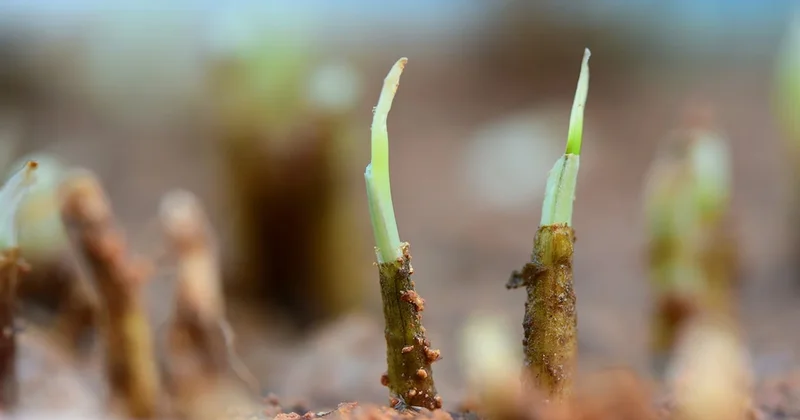 Pazarda 70 TL oldu, vatandaş saksıya dikti: Balkonda hasat ediliyor Sözcü Gazetesi