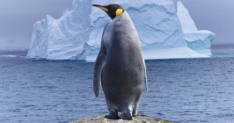 Milyonlar bu pengueni konuşuyor! Sosyal medyanın yeni ikonu Nihilist Penguen neden sürüsünden ayrıldı?