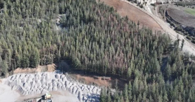 Kilis te Akdeniz çam kabuk böceğine karşı biyoteknik mücadele Kilis Haberleri