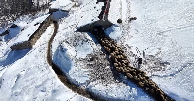 Hakkari de 1 buçuk metreyi aşan karda çiftçilerin zorlu mesaisi sürüyor Hakkari Haberleri
