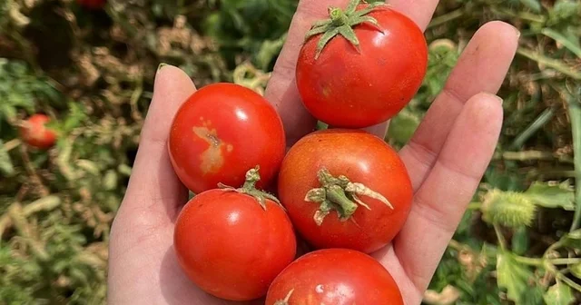 Balıkesir Büyükşehir Belediyesi, Ata Tohumları ile envanterini güçlendiriyor Balıkesir Haberleri