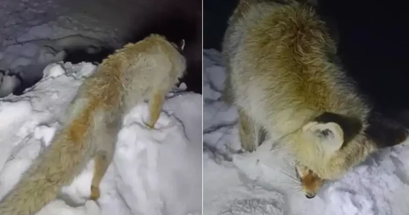 Yıllarca anlatılan efsane gerçek oldu