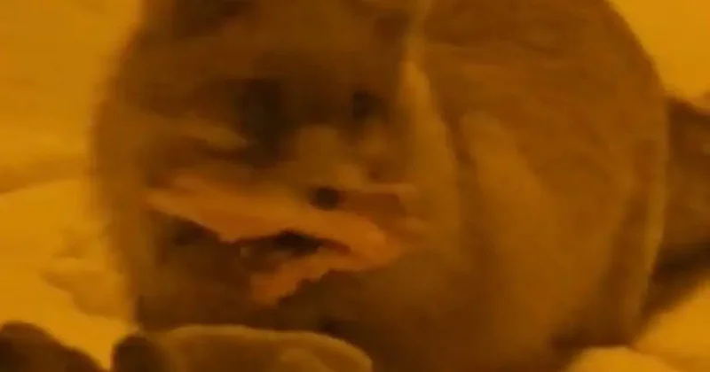 Hakkari’de yerleşim alanına inen tilki kamerada